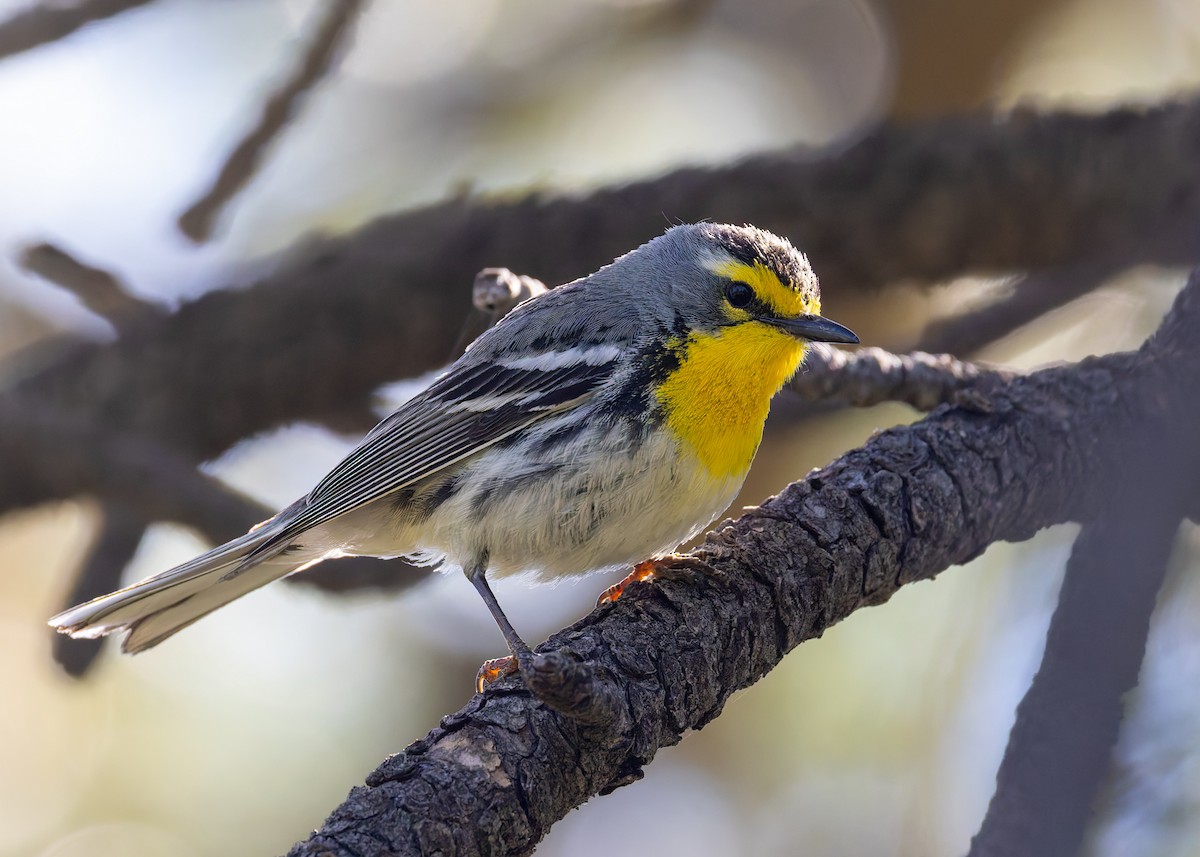 Grace's Warbler - ML620469905