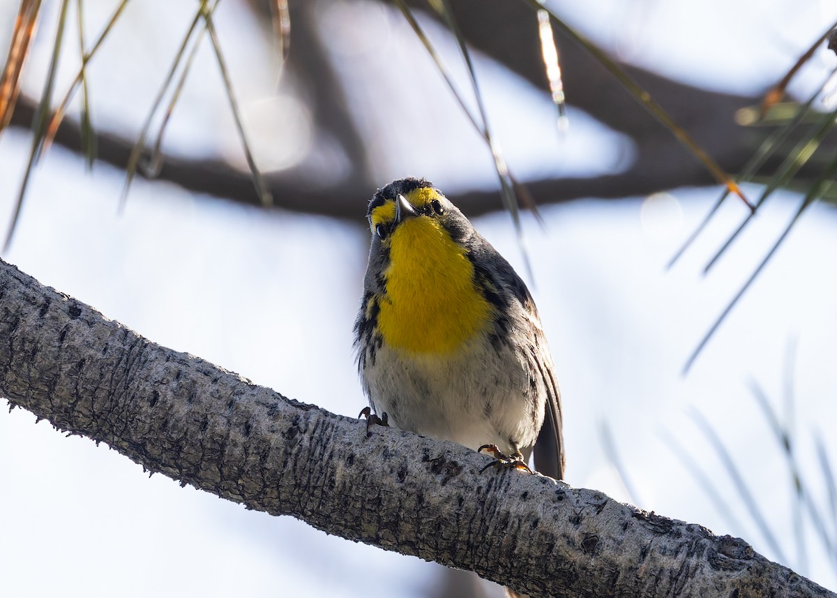 Grace's Warbler - ML620469908