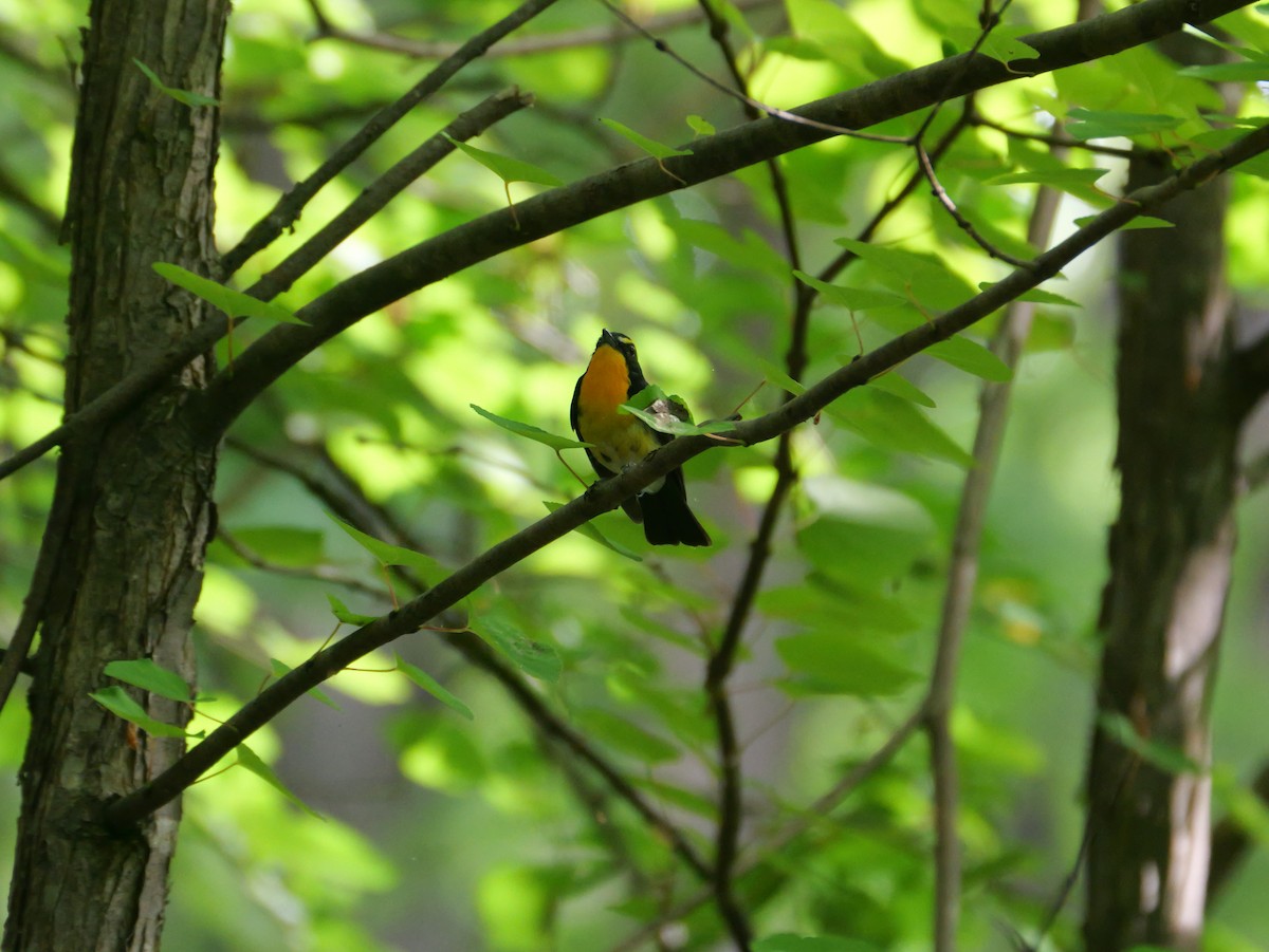 Narcissus Flycatcher - ML620469911