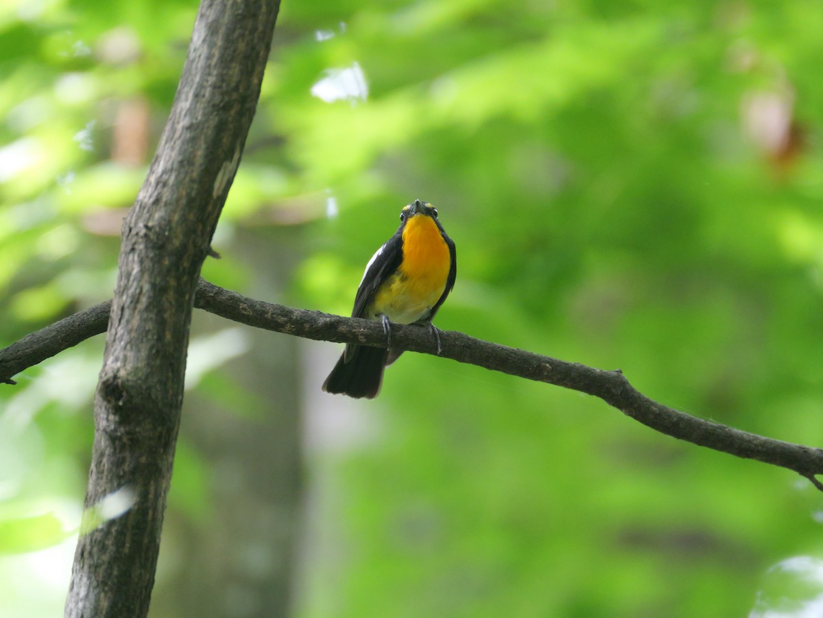 Narcissus Flycatcher - ML620469912