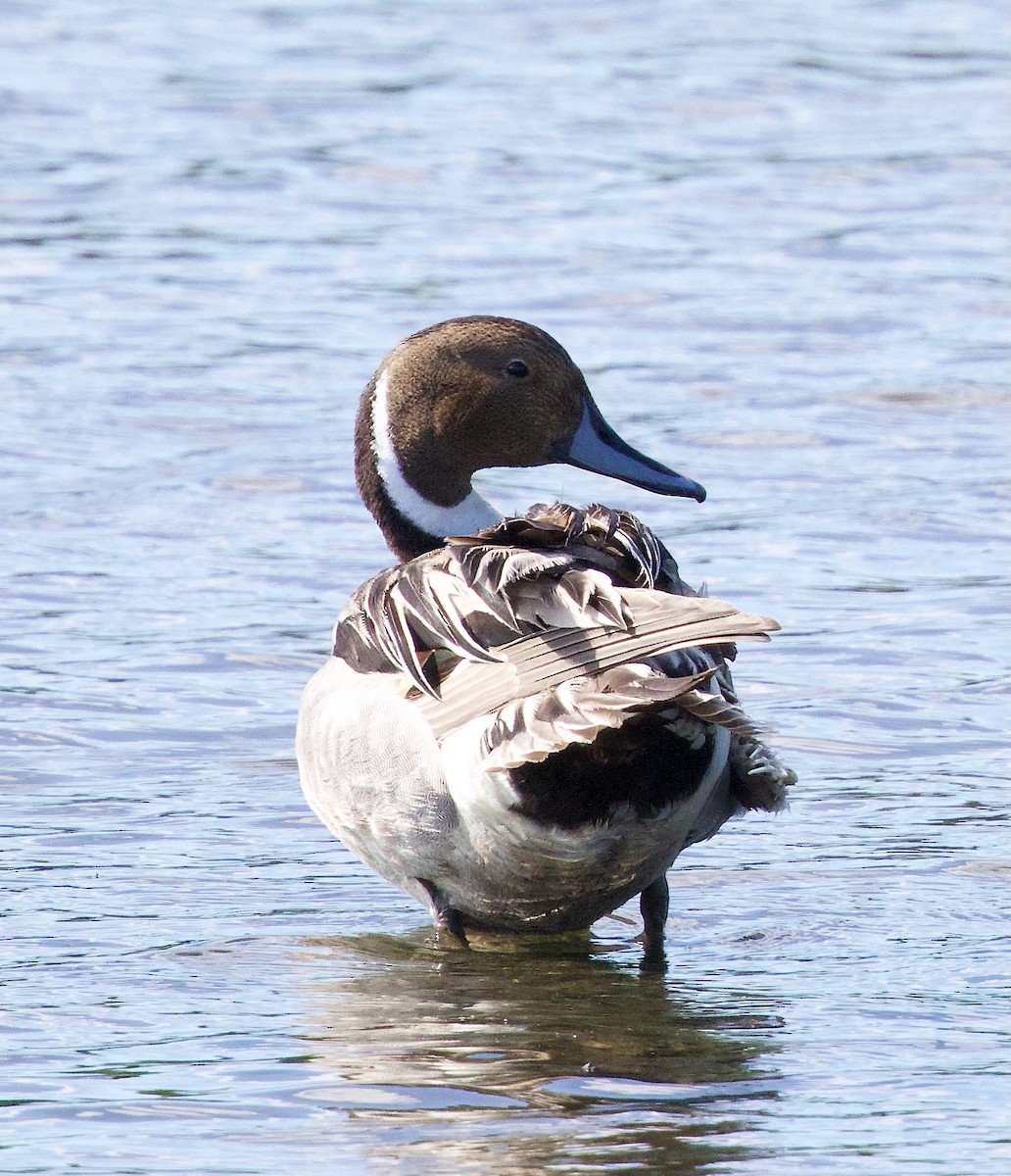 Northern Pintail - ML620469915