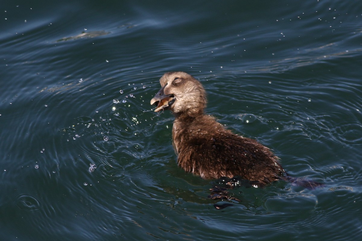 Common Eider (Dresser's) - ML620469916