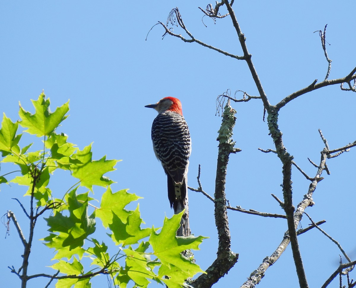Red-bellied Woodpecker - ML620469917