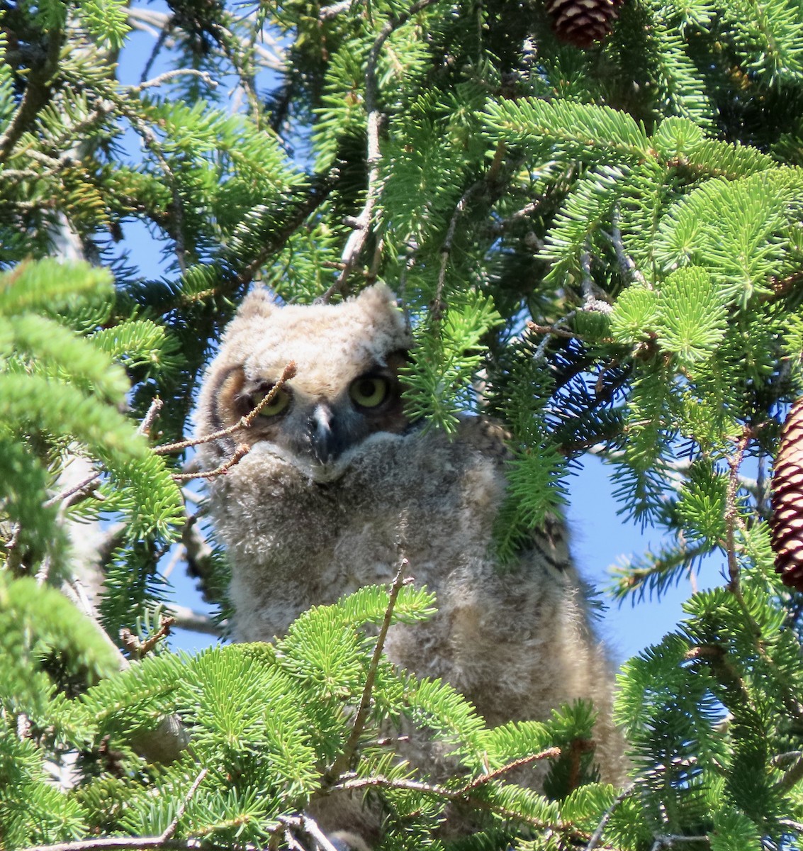 Great Horned Owl - ML620469920