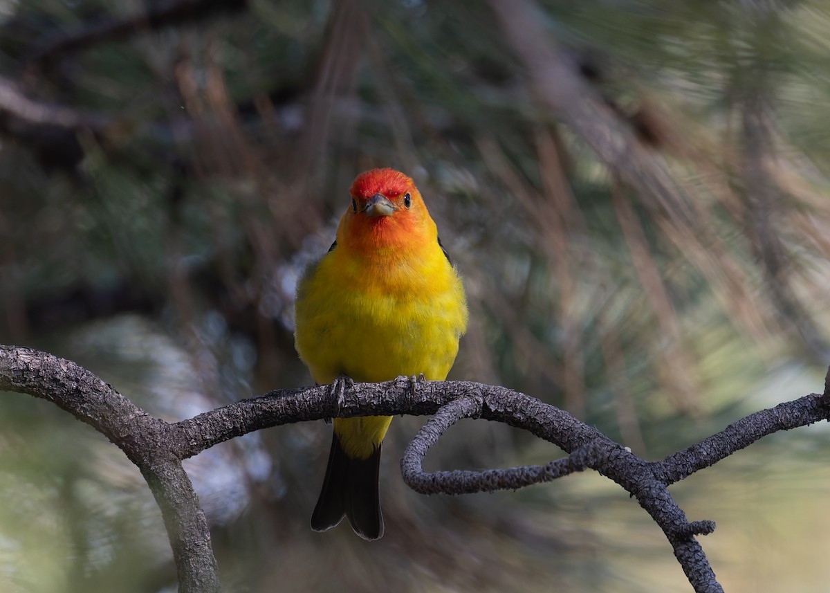 Western Tanager - ML620469921