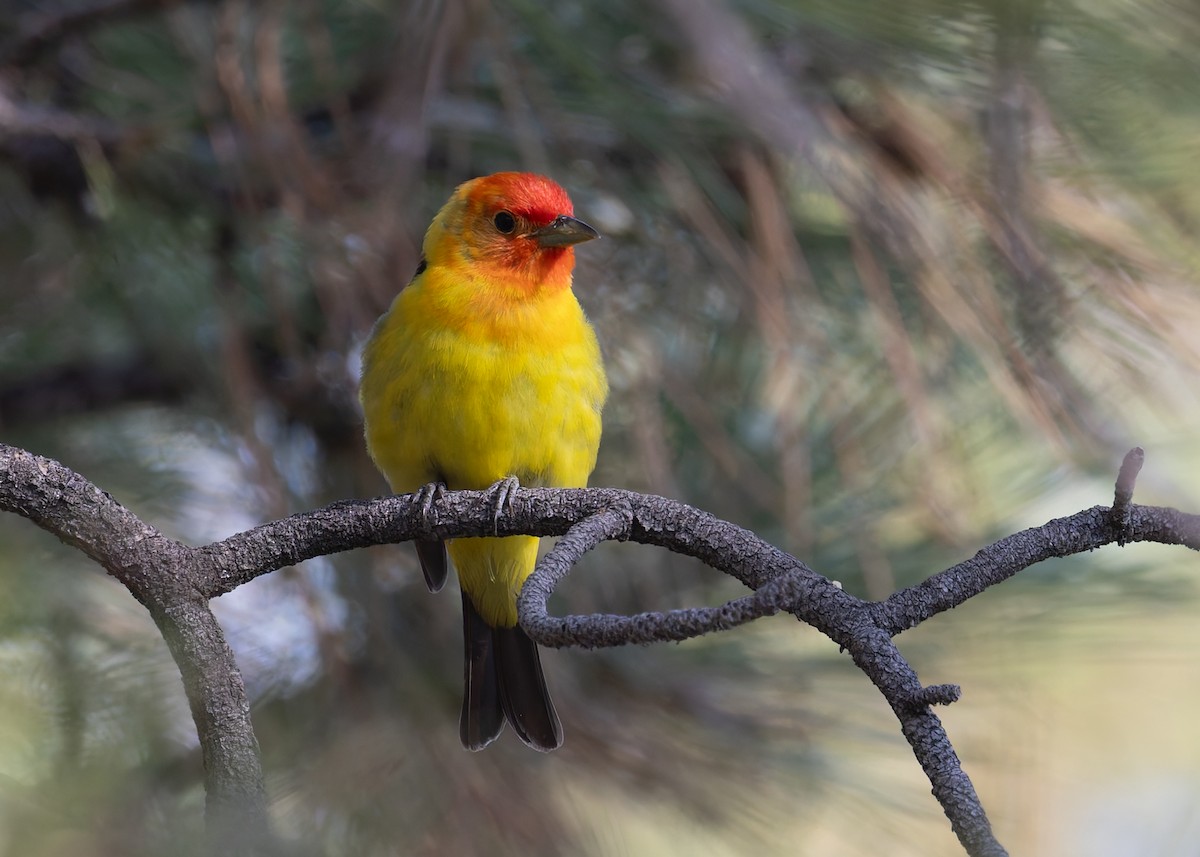 Western Tanager - ML620469922