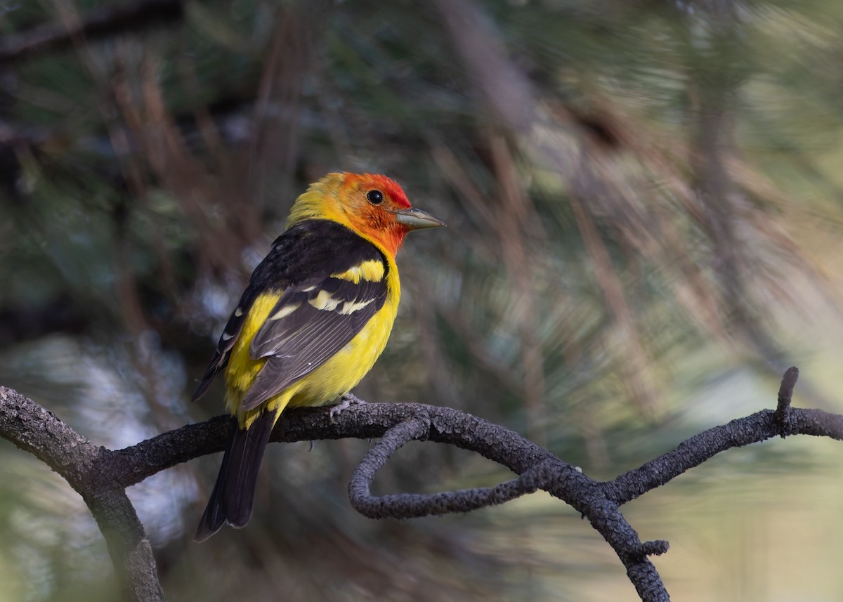 Western Tanager - ML620469923