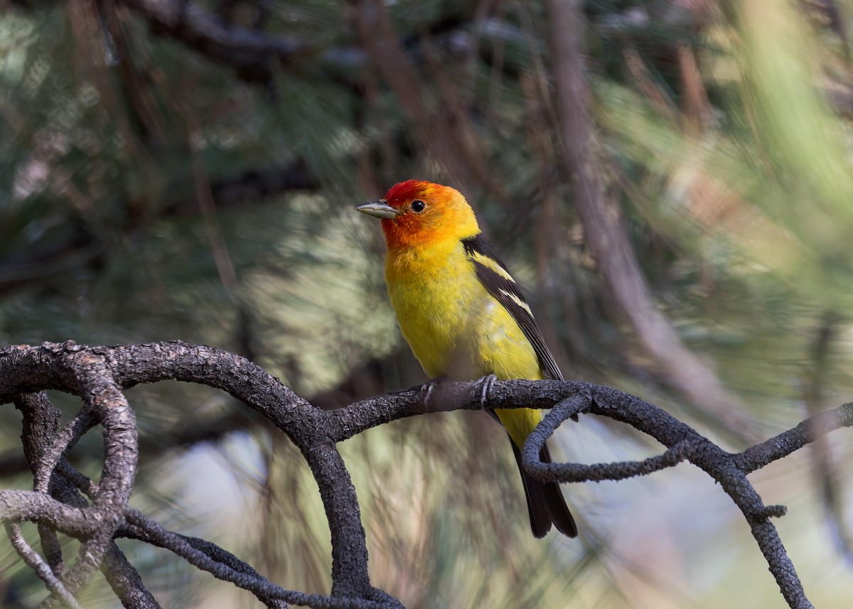 Western Tanager - ML620469924