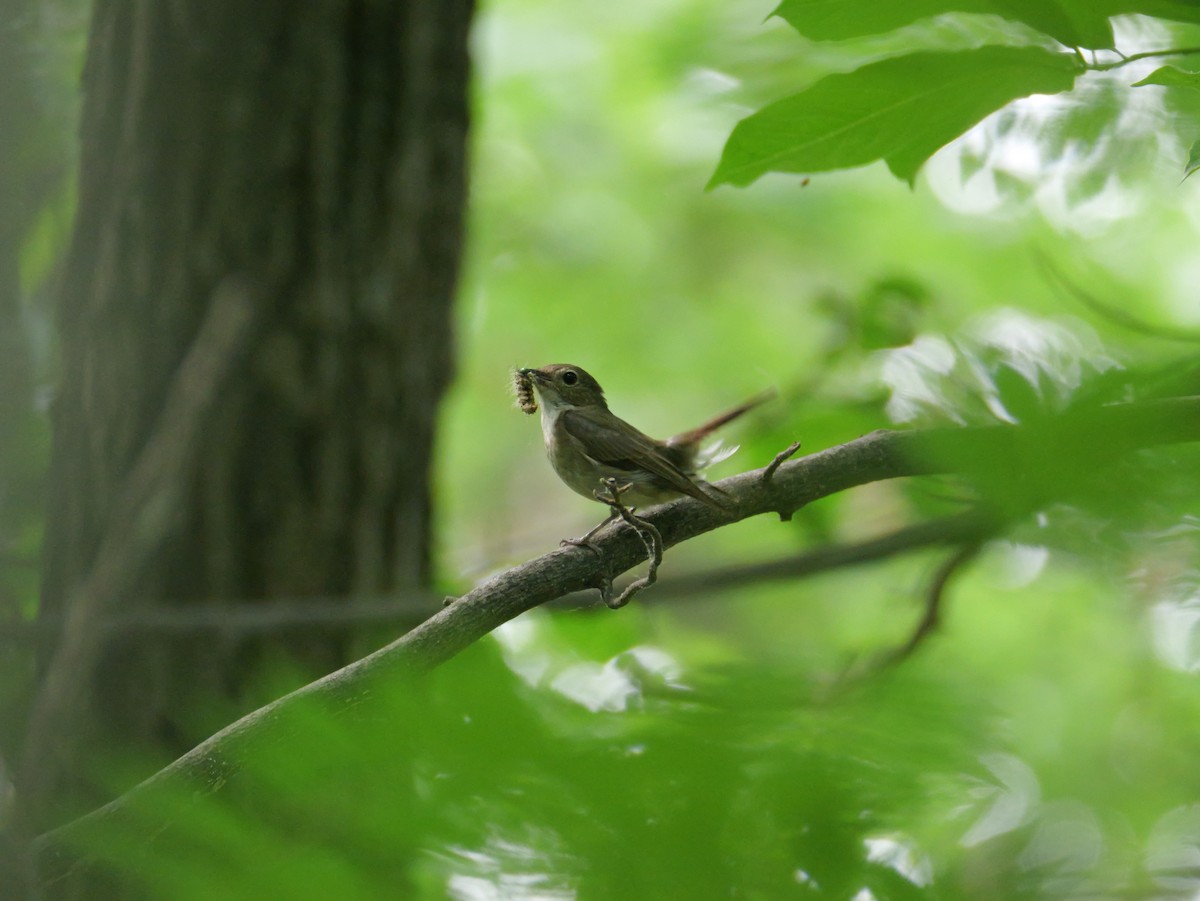 Narcissus Flycatcher - ML620469927