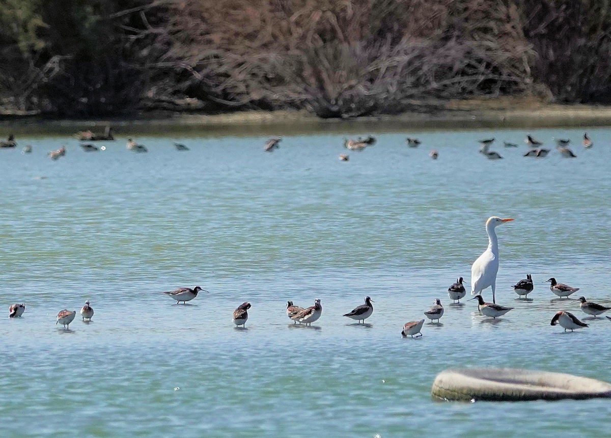 Phalarope de Wilson - ML620469935