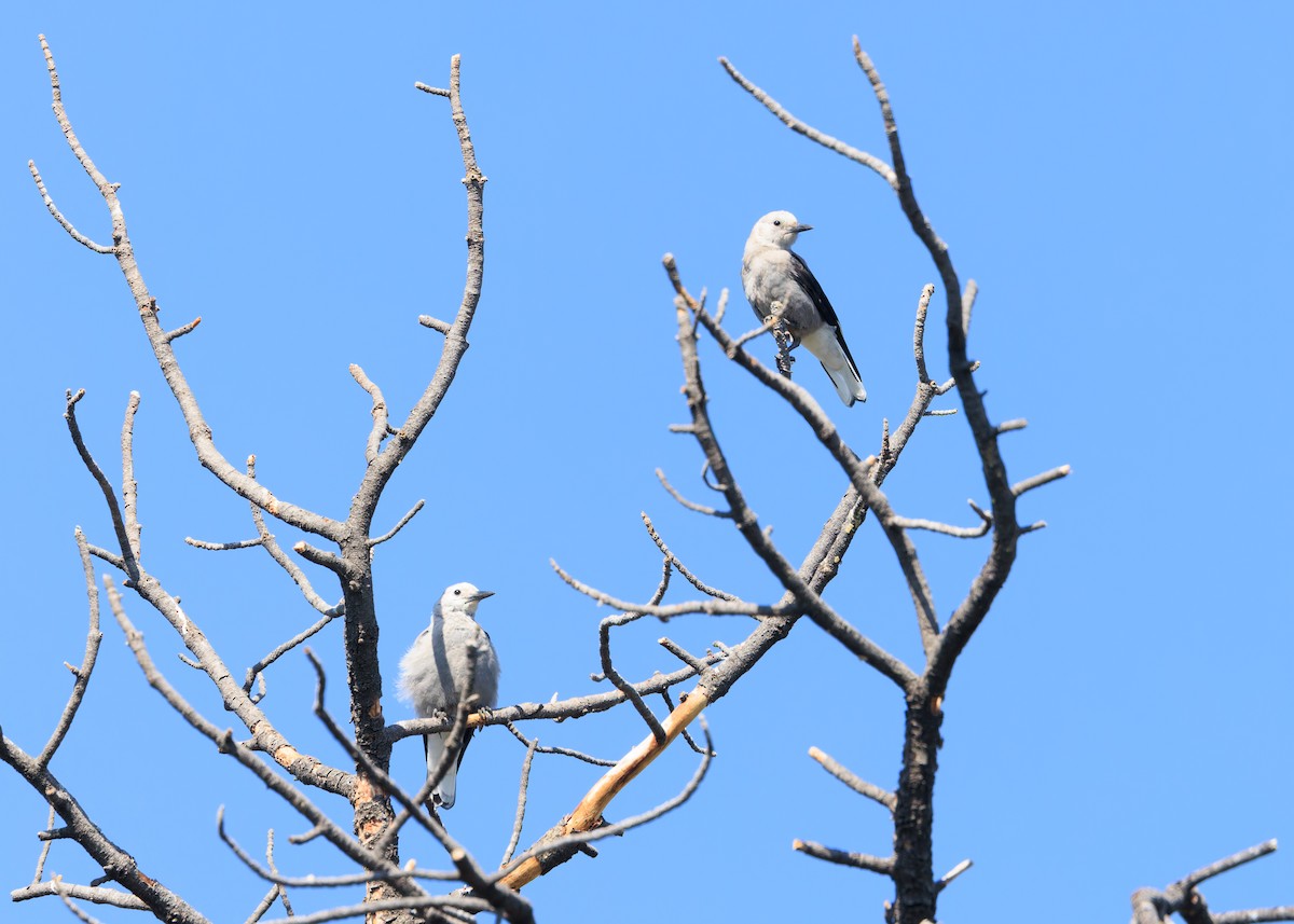 Clark's Nutcracker - ML620469936