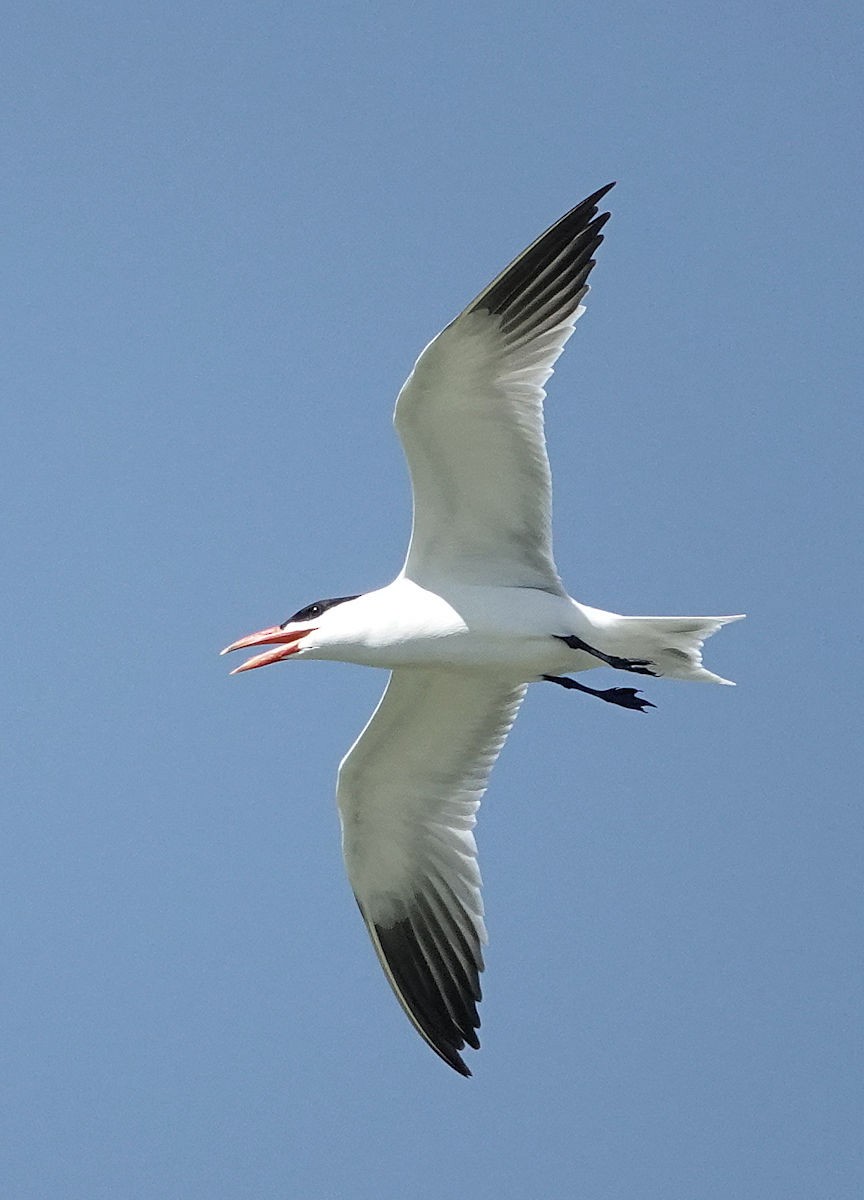 Caspian Tern - Henry Detwiler