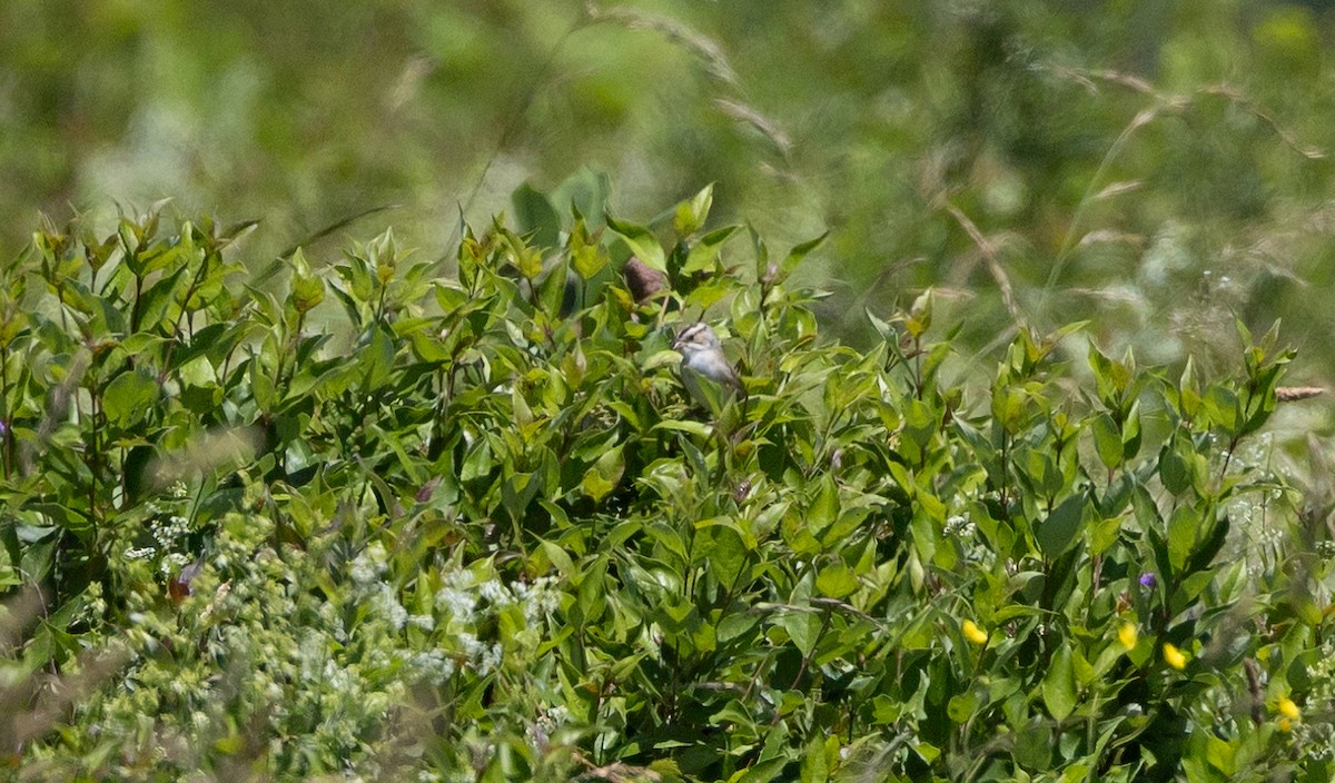 Clay-colored Sparrow - Jeanne Cimorelli