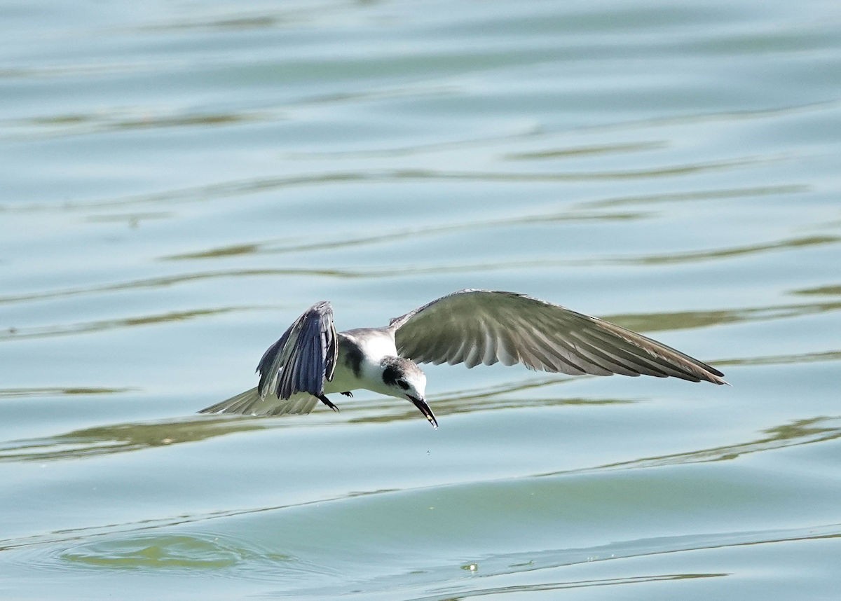 Black Tern - ML620469942