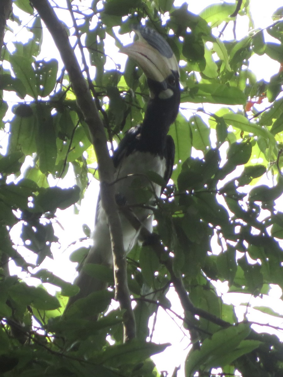 Malabar Pied-Hornbill - ML620469944