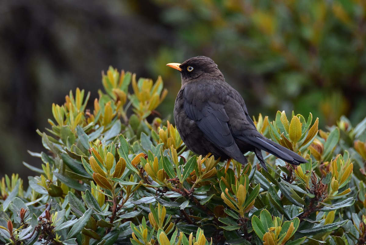 Sooty Thrush - Dean Hester