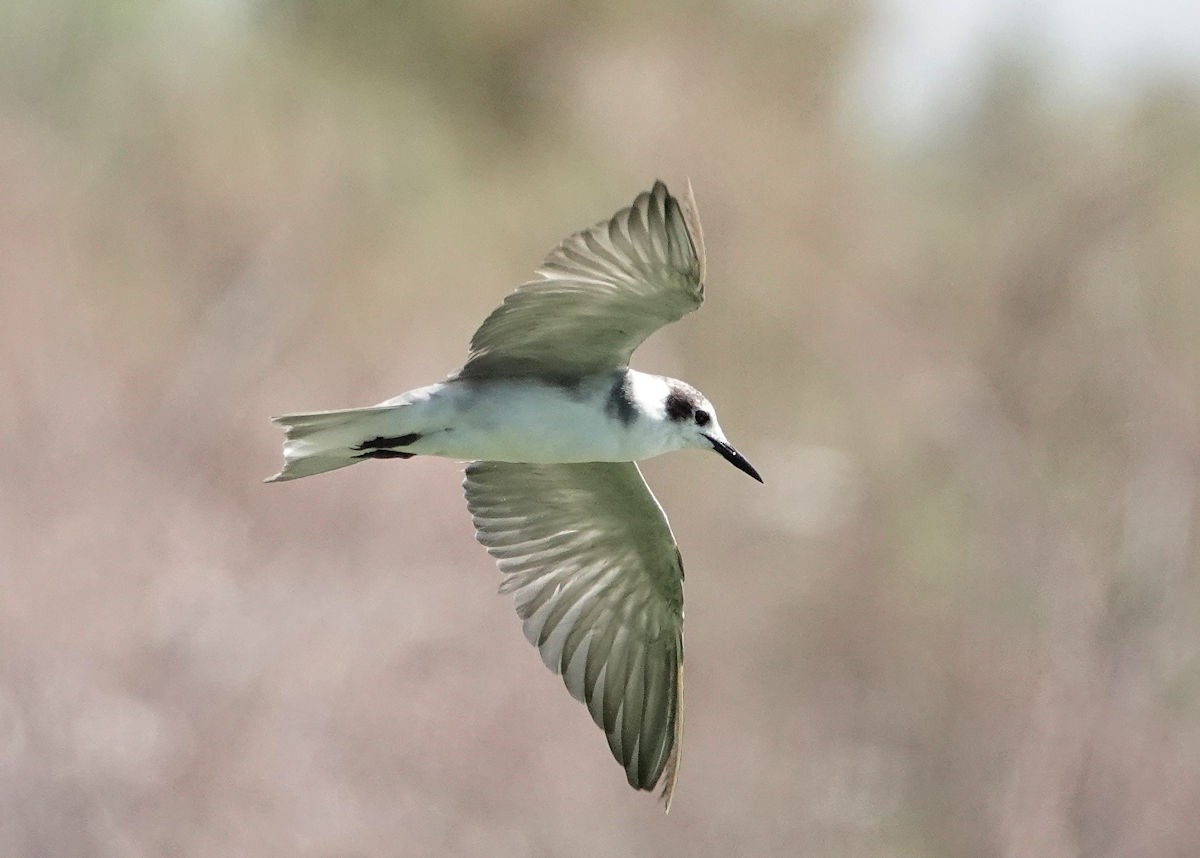 Black Tern - ML620469952