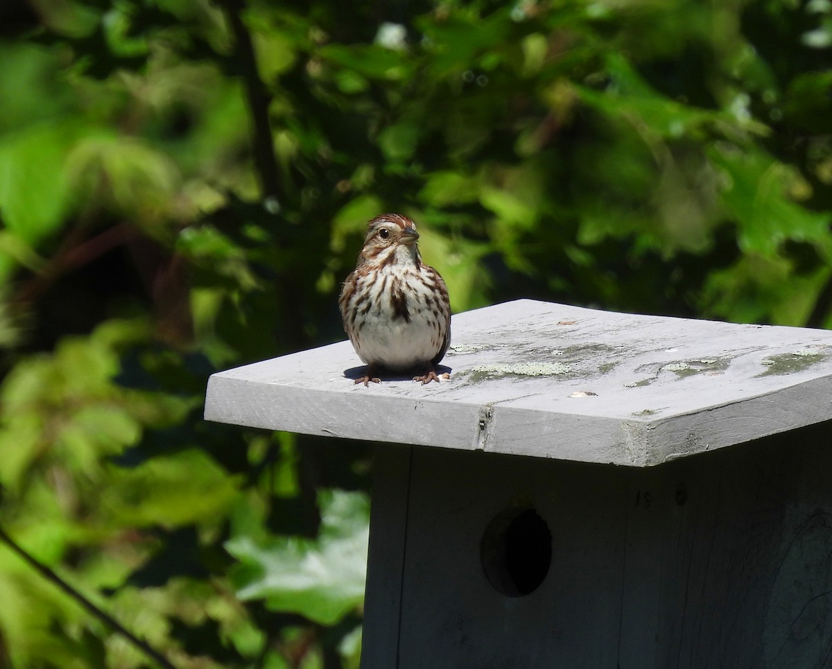 Song Sparrow - ML620469953