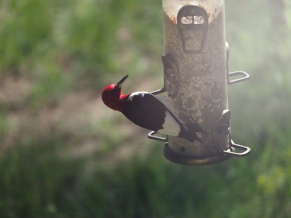 Red-headed Woodpecker - ML620469954