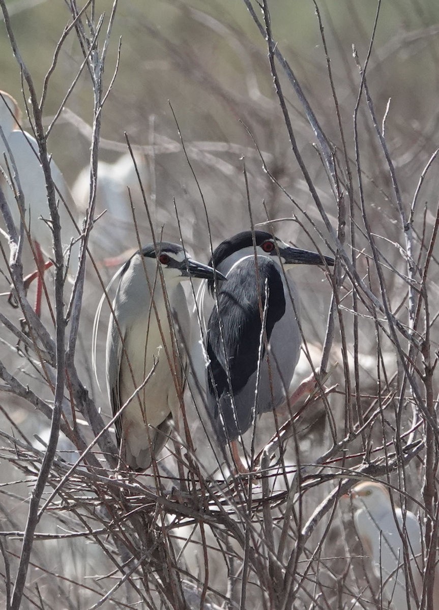 Black-crowned Night Heron - ML620469955