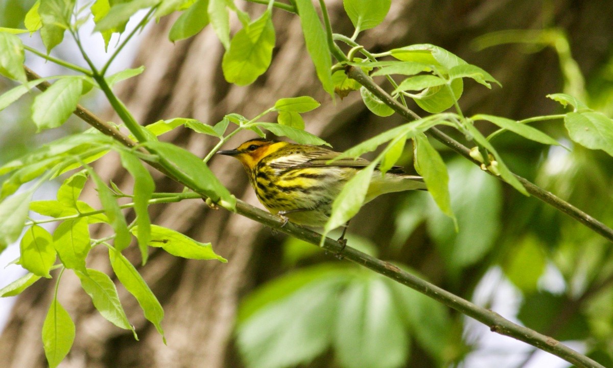 Cape May Warbler - ML620469956