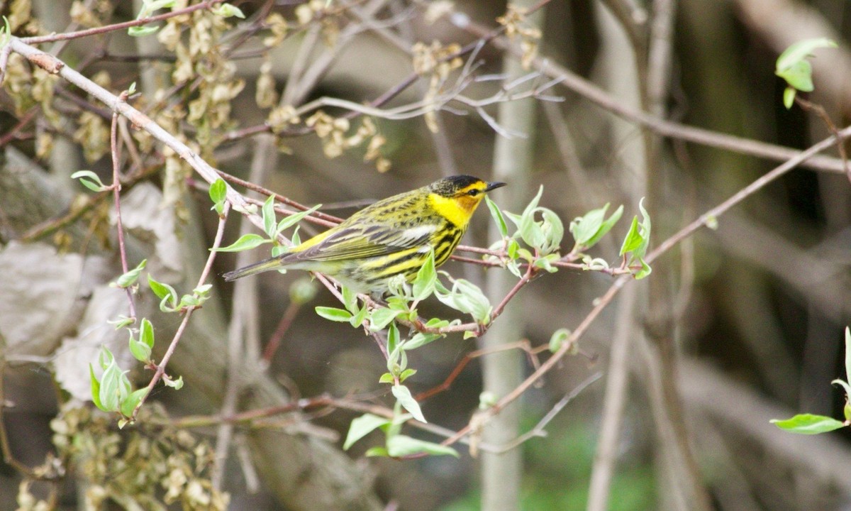 Cape May Warbler - ML620469957