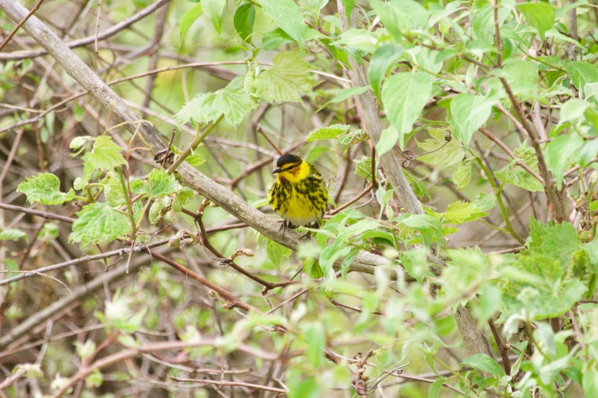 Cape May Warbler - ML620469958