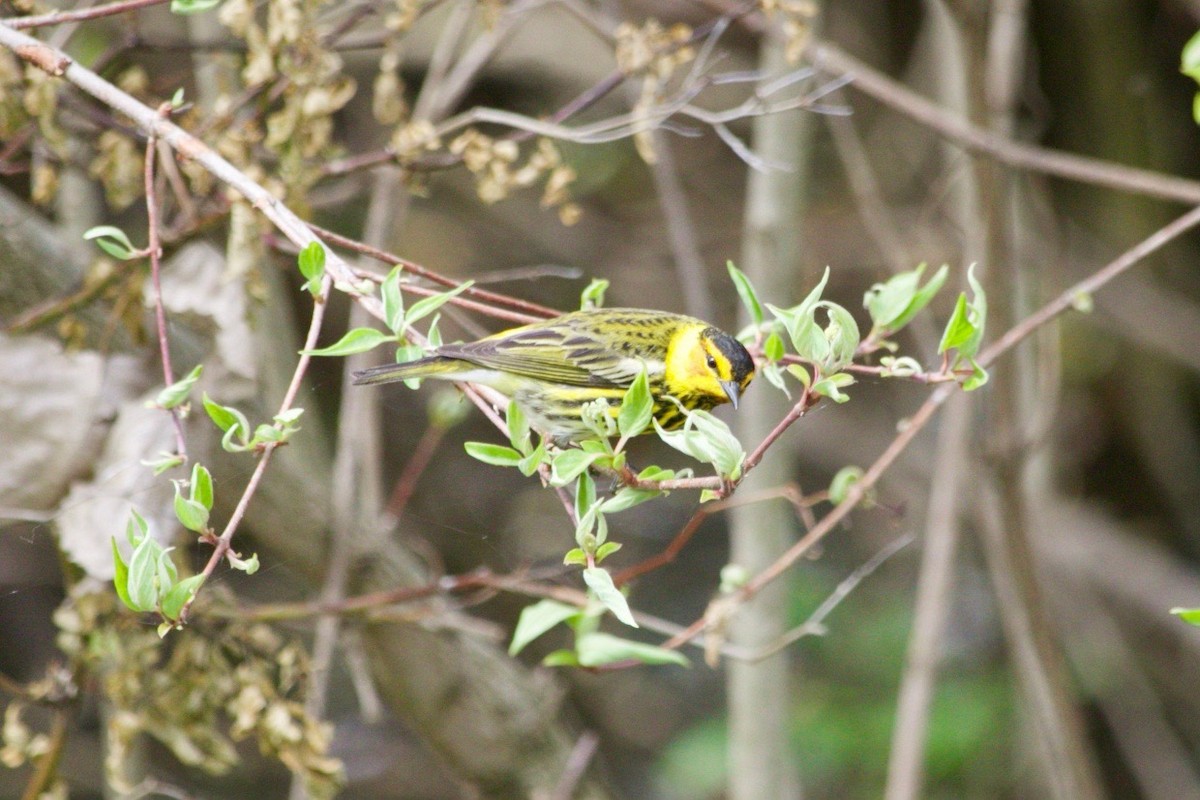 Cape May Warbler - ML620469959