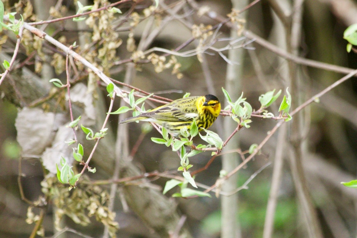 Cape May Warbler - ML620469960