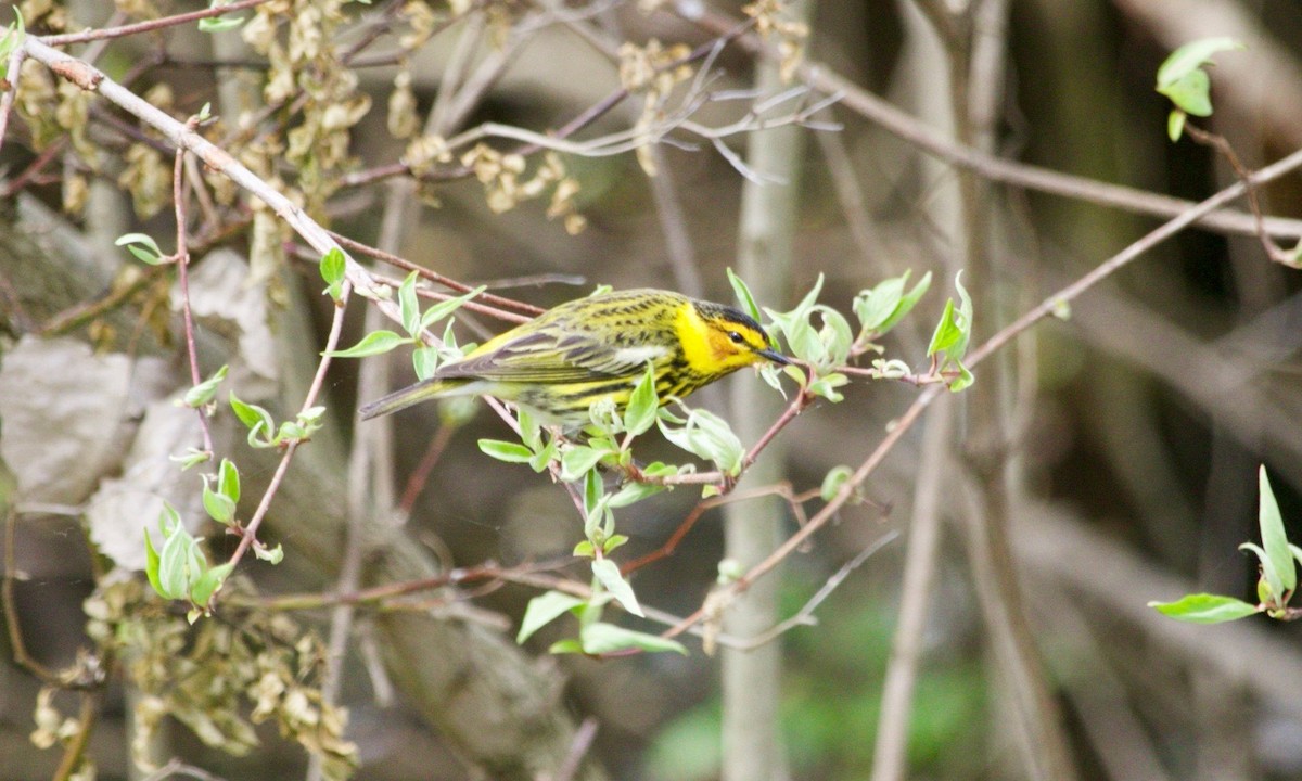 Cape May Warbler - ML620469961