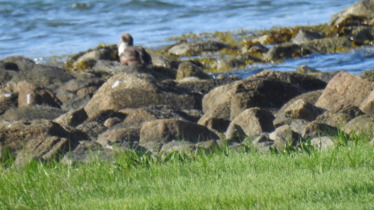 Common Eider - ML620469968