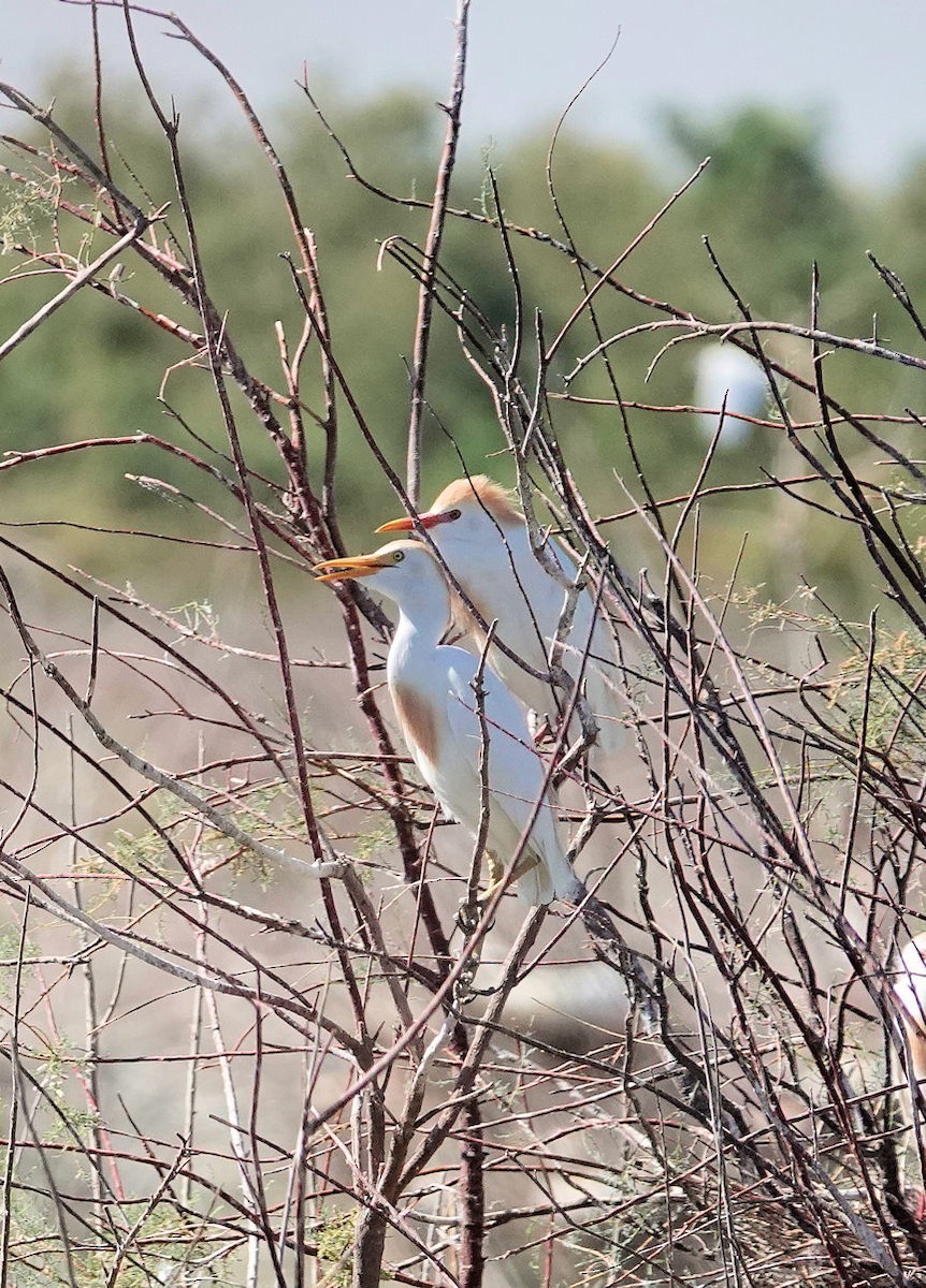 Western Cattle Egret - ML620469969