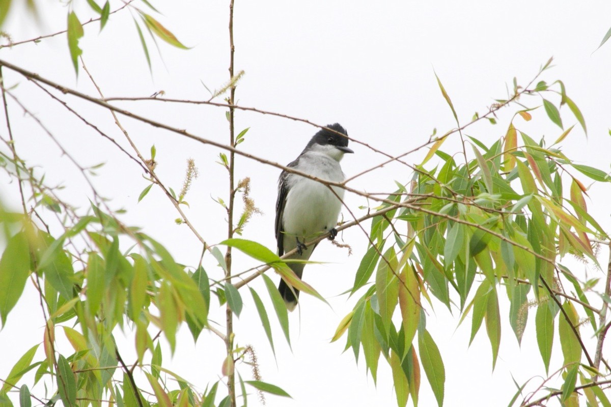 Eastern Kingbird - ML620469970