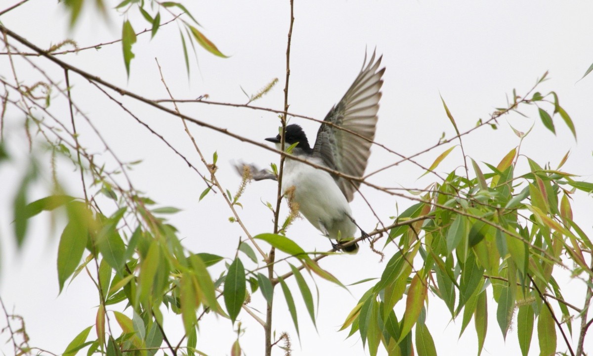 Eastern Kingbird - ML620469971