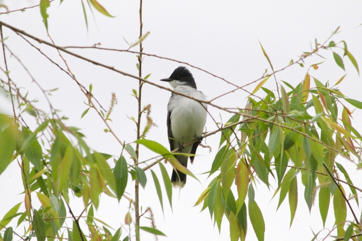 Eastern Kingbird - ML620469972