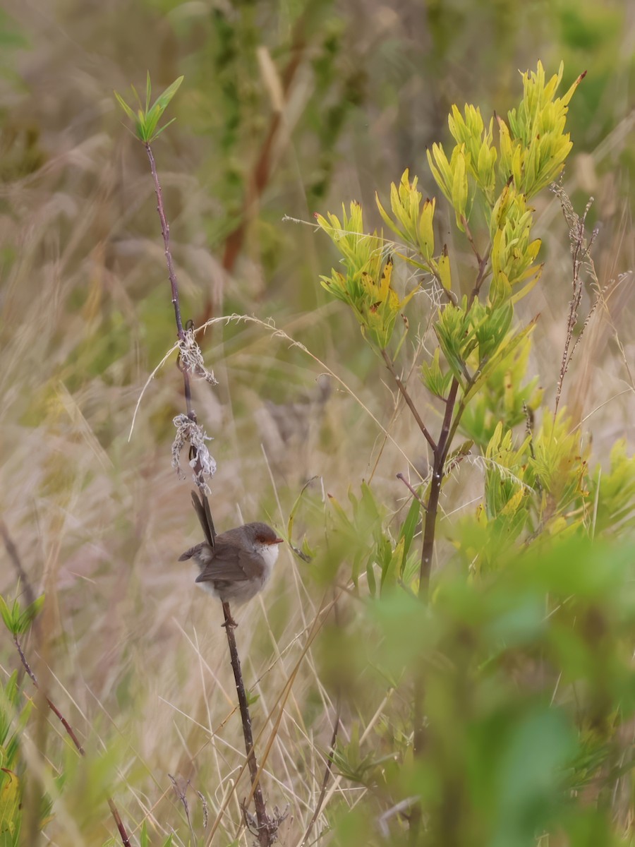 Superb Fairywren - ML620469973