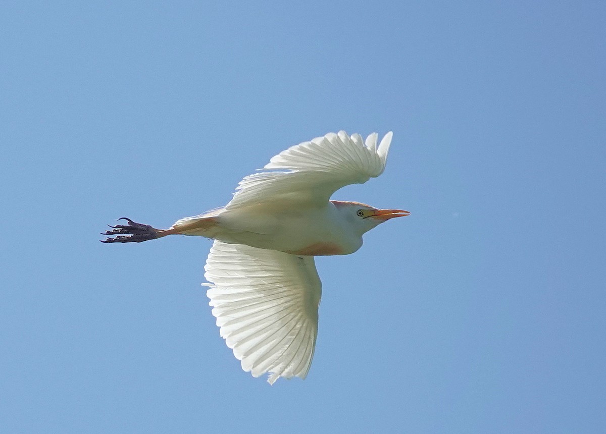 Western Cattle Egret - ML620469977