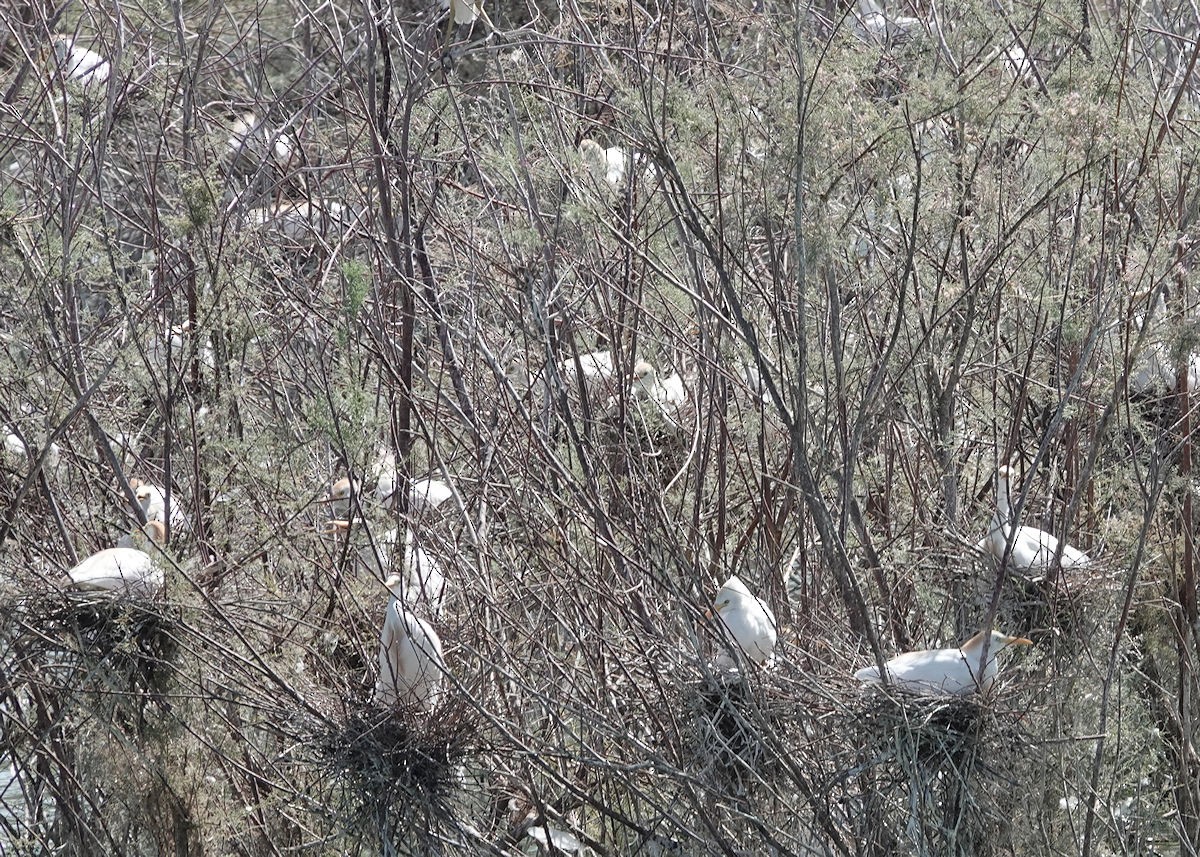 Western Cattle Egret - ML620469979