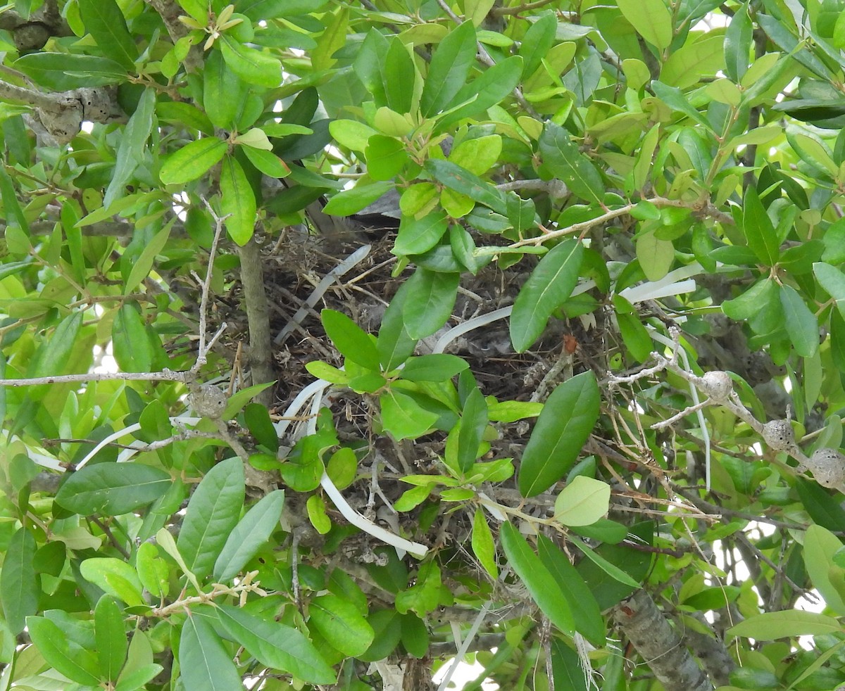 Loggerhead Shrike - ML620469980