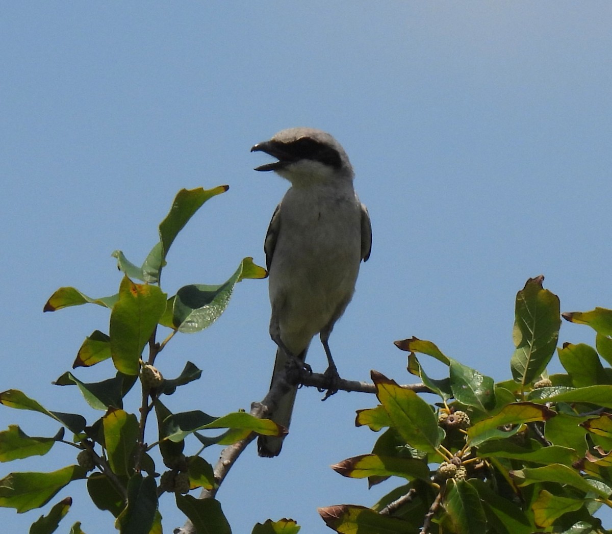 Loggerhead Shrike - ML620469981