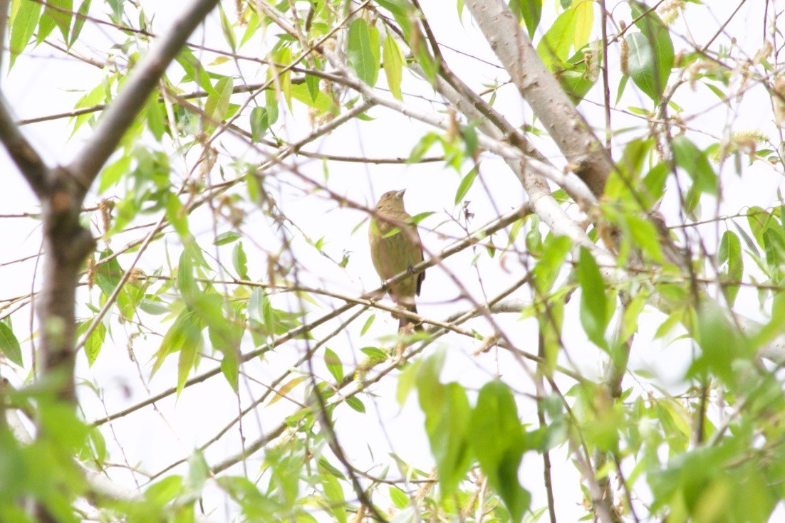 Indigo Bunting - ML620469982