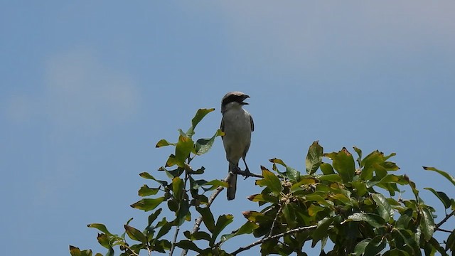 Loggerhead Shrike - ML620469984