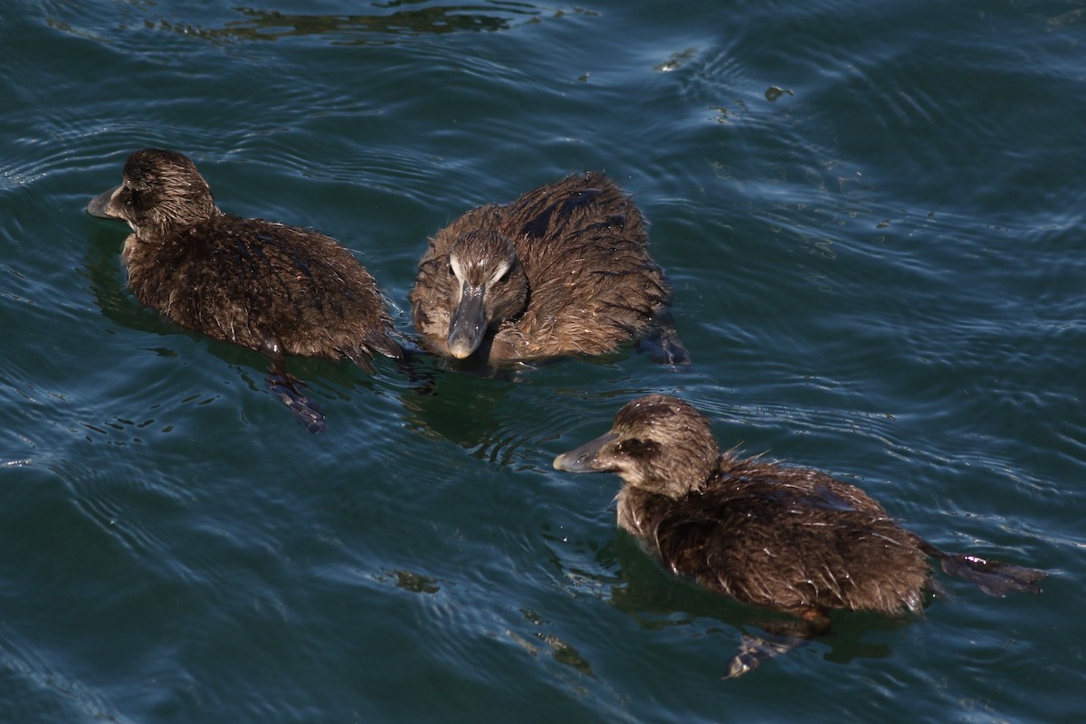 Common Eider (Dresser's) - ML620469988