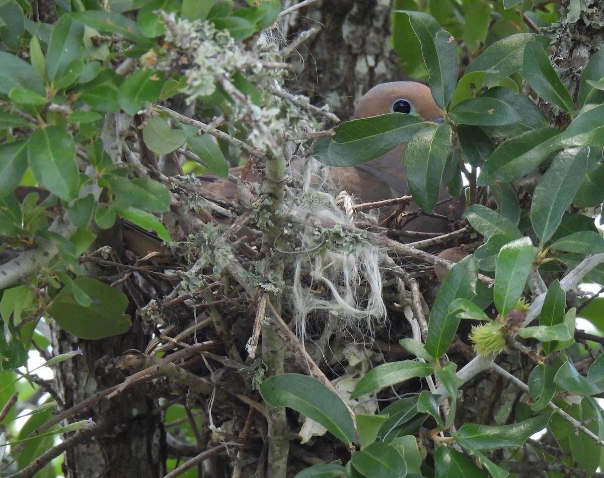 Mourning Dove - ML620469989