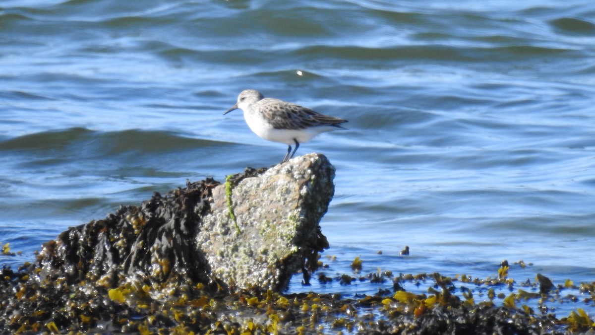 Bécasseau sanderling - ML620469991