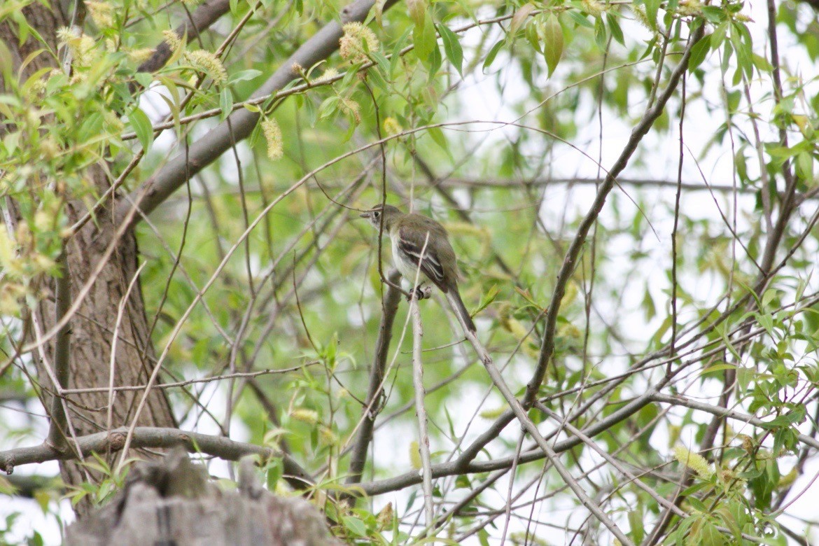 Least Flycatcher - ML620469992