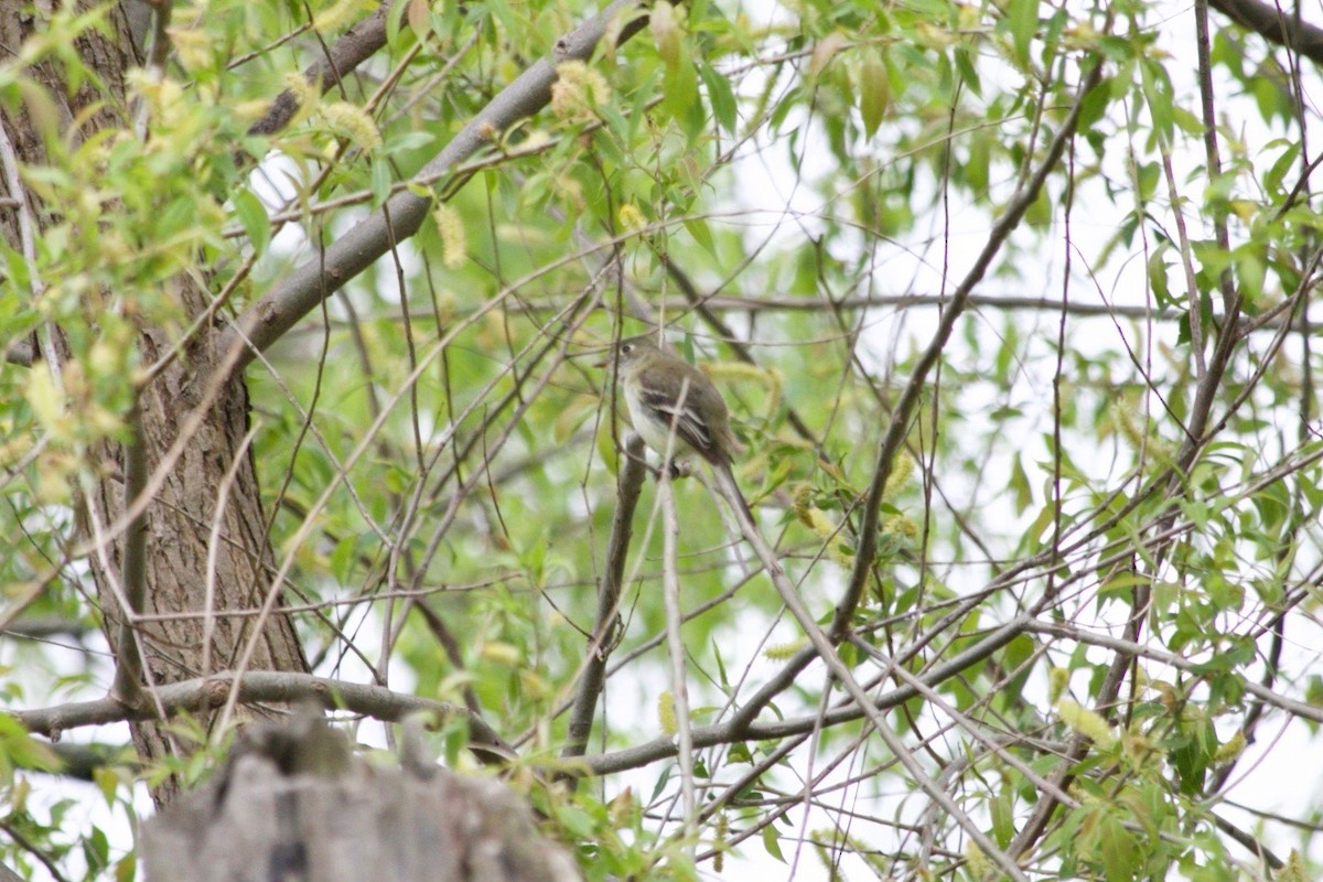 Least Flycatcher - Loyan Beausoleil