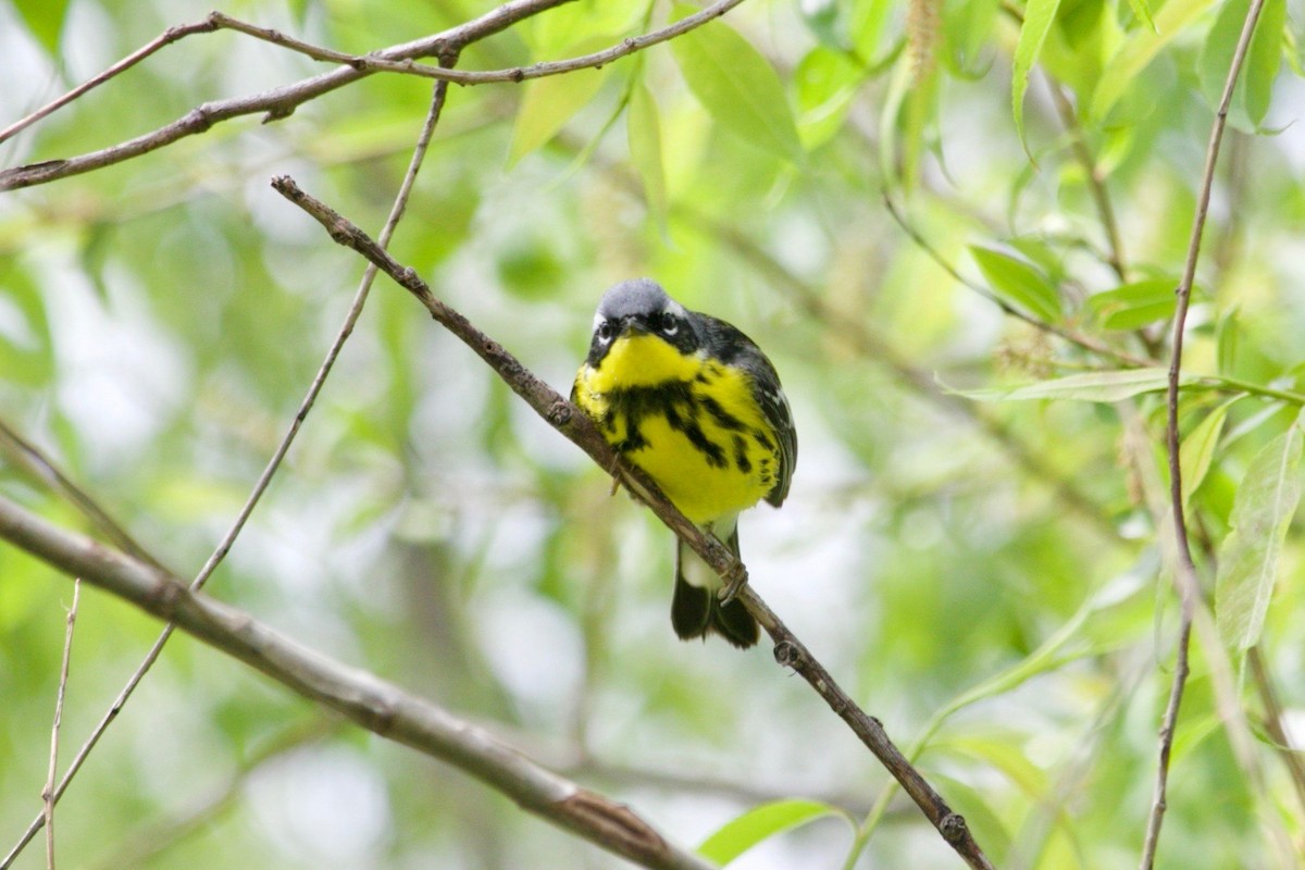 Magnolia Warbler - ML620469997