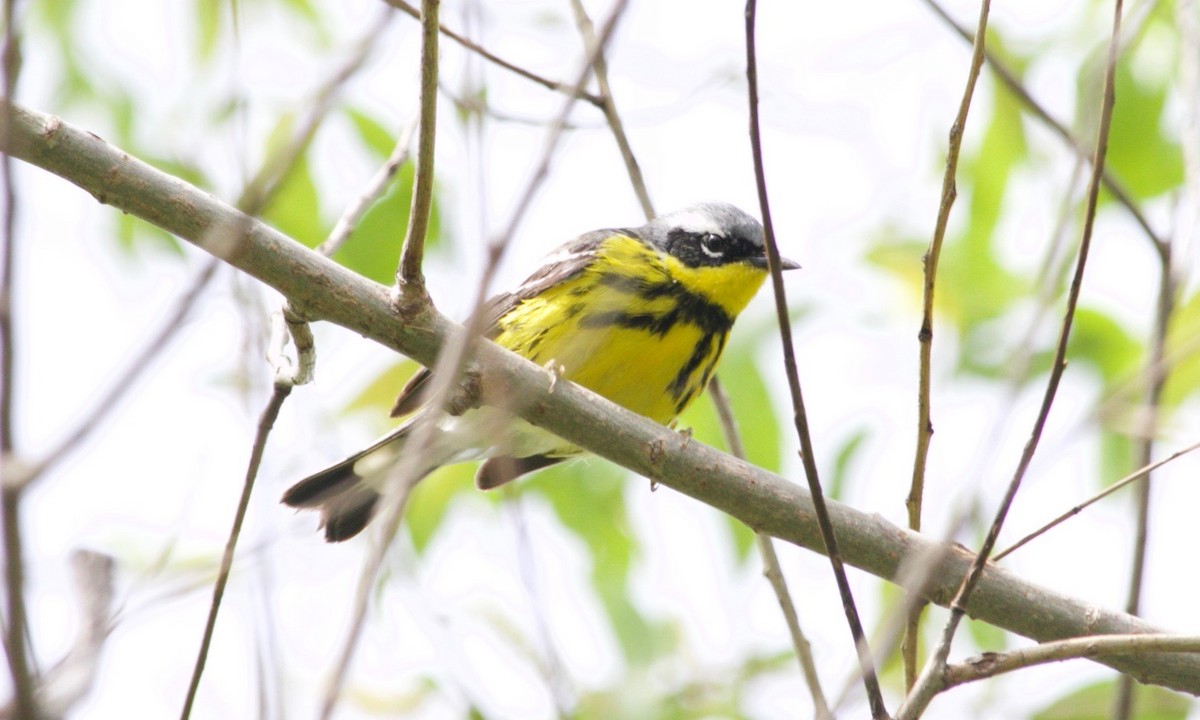 Magnolia Warbler - ML620469998