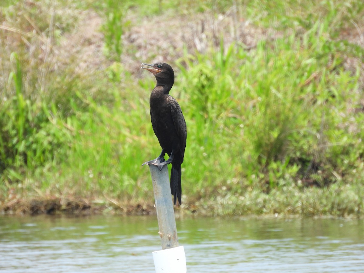 Neotropic Cormorant - Mark DiGiovanni